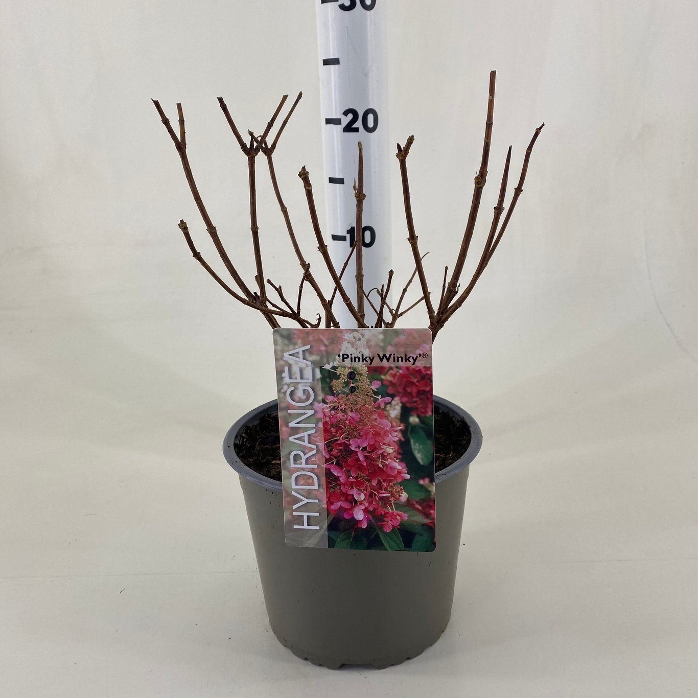 Hydrangea pan. 'Pinky Winky' - C3 20-30 CM